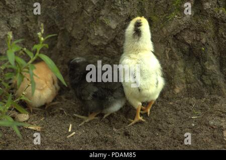 Dentelle bébé Poussin Wyandotte jusqu'à trouver les bogues sur un arbre Banque D'Images