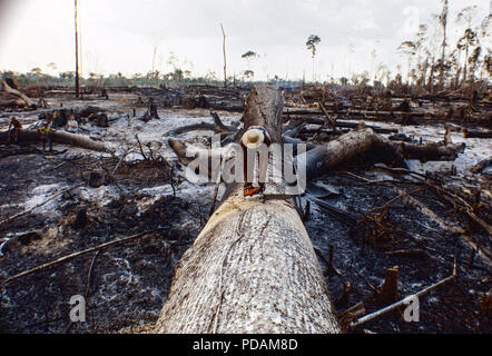 L'exploitation forestière, le dégagement de la forêt amazonienne, les travailleurs couper un grand arbre à l'aide de tronçonneuse, l'état d'Acre, au Brésil. Banque D'Images