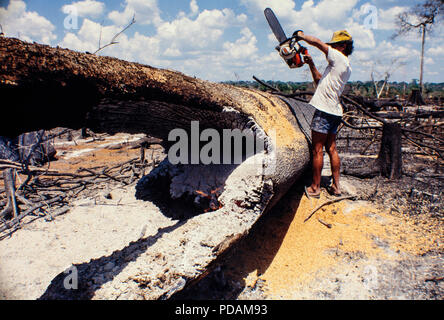 L'exploitation forestière, forêt amazonienne, les travailleurs d'autorisation d'abattre des arbres à l'aide d'une scie à chaîne en chute-et-parcelle de forêt brûlée. L'état d'Acre, au Brésil. Banque D'Images