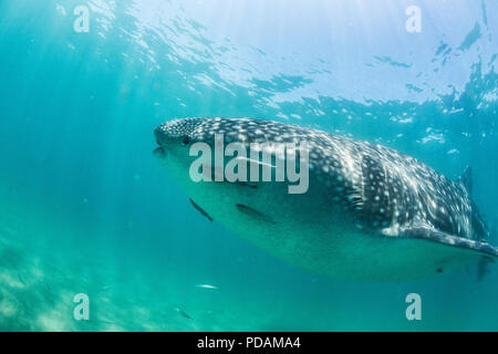 Les jeunes Rhincodon typus, sous l'eau avec remoras à El Mogote, Baja California Sur, au Mexique. Banque D'Images