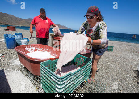 Pêcheur de requins locaux et nettoyage du salage leurs prises sur l'île de Magdalena, Belcher, BCS, Mexico. Banque D'Images