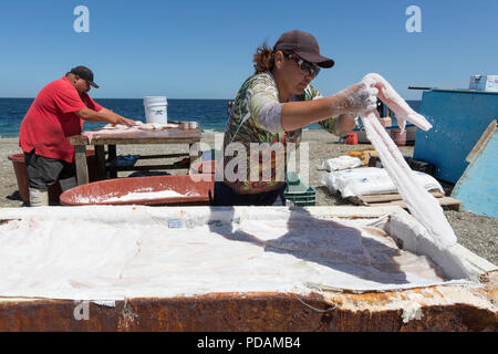 Pêcheur de requins locaux et nettoyage du salage leurs prises sur l'île de Magdalena, Belcher, BCS, Mexico. Banque D'Images