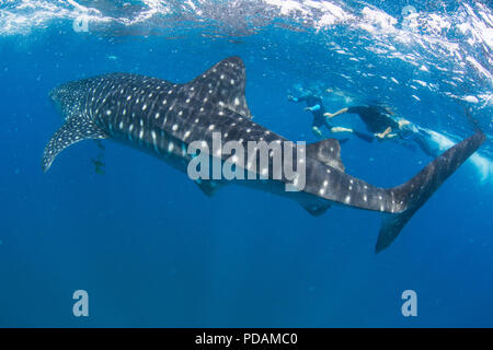 Les jeunes Rhincodon typus, sous l'eau avec les plongeurs à El Mogote, Baja California Sur, au Mexique. Banque D'Images