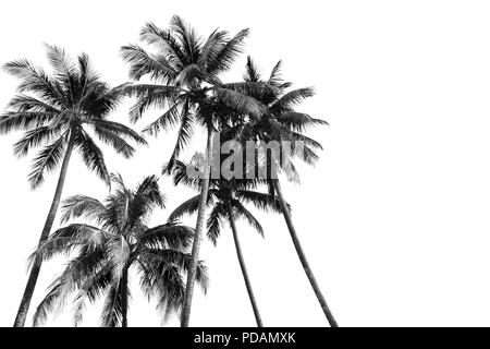 Silhouettes noir et blanc cocotiers tropical isolé en fond blanc Banque D'Images