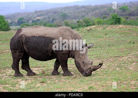 Rhinocéros blanc, mâle adulte, Hluhluwe Umfolozi Hluhluwe iMfolozi Nationalpark, Nationalpark, KwaZulu Natal, Afrique du Sud, Afrique, Ceratotherium simum Banque D'Images