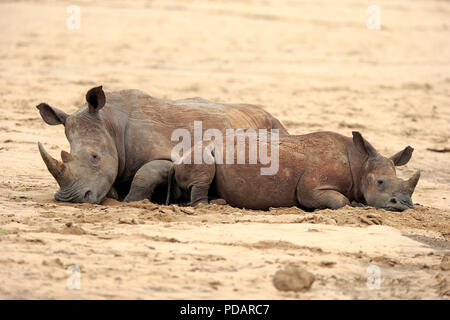 Rhinocéros blanc au repos avec les jeunes, Hluhluwe Umfolozi Nationalpark, KwaZulu Natal, Afrique du Sud, Afrique, Ceratotherium simum Banque D'Images