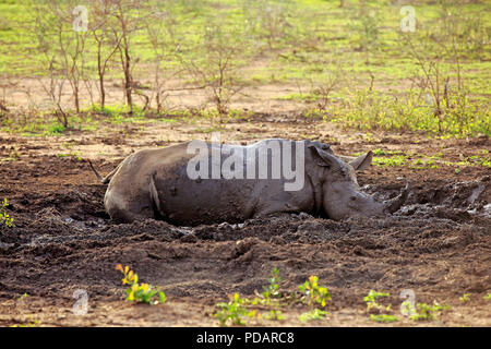 Rhinocéros blanc, en adultes au repos de boue, Hluhluwe Umfolozi Nationalpark, KwaZulu Natal, Afrique du Sud, Afrique, Ceratotherium simum Banque D'Images