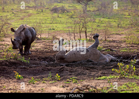 Rhinocéros blanc, des profils en boue, Hluhluwe Umfolozi Nationalpark, KwaZulu Natal, Afrique du Sud, Afrique, Ceratotherium simum Banque D'Images
