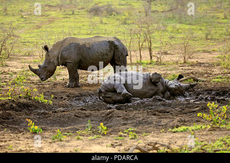 Rhinocéros blanc, des profils en boue, Hluhluwe Umfolozi Nationalpark, KwaZulu Natal, Afrique du Sud, Afrique, Ceratotherium simum Banque D'Images