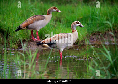 Egyptian goose, couple, Saint Lucia Estuary, zone humide d'Isimangaliso, Kwazulu Natal, Afrique du Sud, Afrique, Alopochen aegyptiacus Banque D'Images