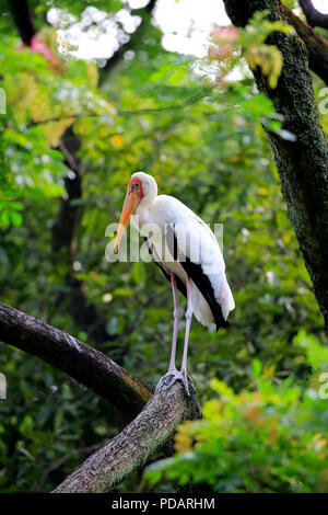 Cigogne peinte sur adultes, arbre, Singapour, Asie, Mycteria leucocephala, Banque D'Images