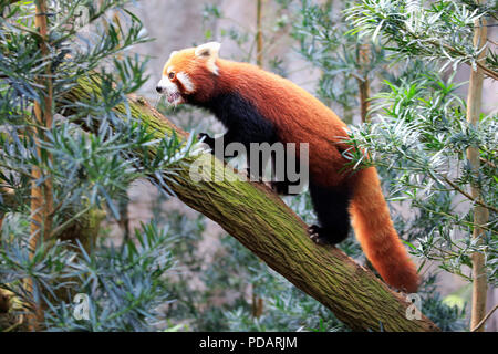 Le panda rouge, des profils d'escalade sur arbre, Asie, Ailurus fulgens fulgens Banque D'Images
