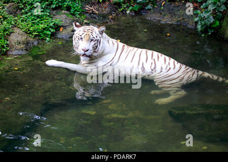 Tigre de l'Inde forme blanche, tigre blanc, tigre du Bengale, des profils dans l'eau, de l'Inde, d'Asie, Panthera tigris tigris Banque D'Images