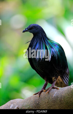 Pigeon Nicobar, des profils sur arbre, captive, Singapour, Asie, Caloenas nicobarica Banque D'Images