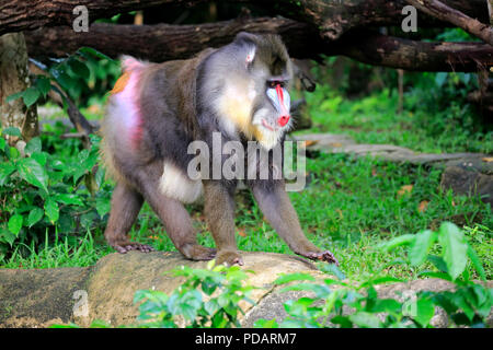 , Mandrill mâle adulte , l'Afrique, Mandrillus sphinx Banque D'Images