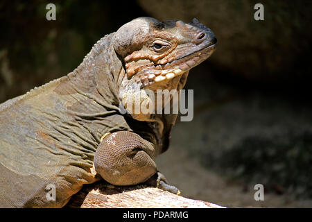 Iguane rhinocéros, Cyclura cornuta Banque D'Images