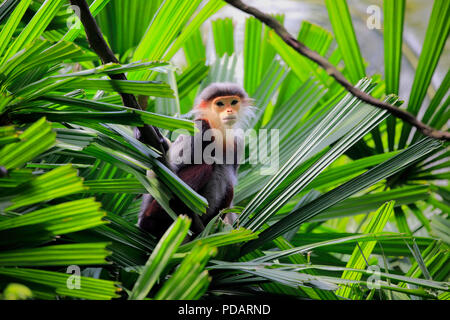 Douc Langur, des profils sur l'arbre, de l'Asie, Pygathrix nemaeus Banque D'Images