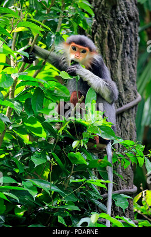 Douc Langur, des profils sur l'alimentation de l'arbre, de l'Asie, Pygathrix nemaeus Banque D'Images