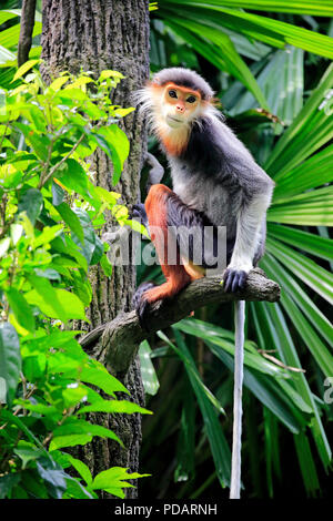 Douc Langur, des profils sur l'alimentation de l'arbre, de l'Asie, Pygathrix nemaeus Banque D'Images