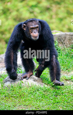 Le chimpanzé, le mâle adulte, la marche, l'Afrique, Pan troglodytes troglodytes Banque D'Images
