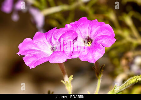 Fleurs violettes Banque D'Images