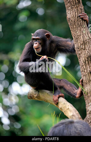 Le chimpanzé, les subadultes sur l'alimentation de l'arbre, de l'Afrique, Pan troglodytes troglodytes Banque D'Images