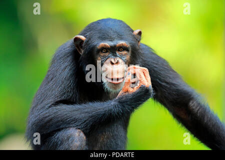 Le chimpanzé, le portrait, l'Afrique sub-adultes, Pan troglodytes troglodytes Banque D'Images