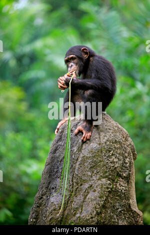 Le chimpanzé, les jeunes à l'aide de l'outil d'alimentation, de l'Afrique, Pan troglodytes troglodytes Banque D'Images