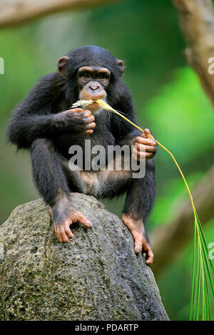 Le chimpanzé, les jeunes à l'aide de l'outil d'alimentation, de l'Afrique, Pan troglodytes troglodytes Banque D'Images