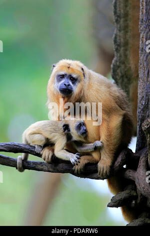 Singe hurleur noir, avec de jeunes adultes de sexe féminin, l'Amérique du Sud, Alouatta caraya Banque D'Images