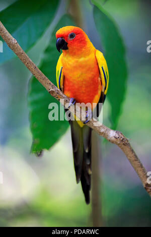 Conure soleil, des profils sur la branche, de l'Amérique du Sud, Aratinga solstitialis Banque D'Images