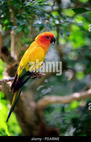 Conure soleil, des profils sur la branche, de l'Amérique du Sud, Aratinga solstitialis Banque D'Images