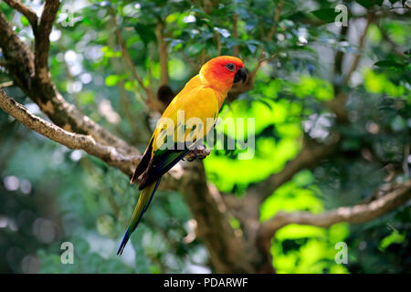 Conure soleil, des profils sur la branche, de l'Amérique du Sud, Aratinga solstitialis Banque D'Images