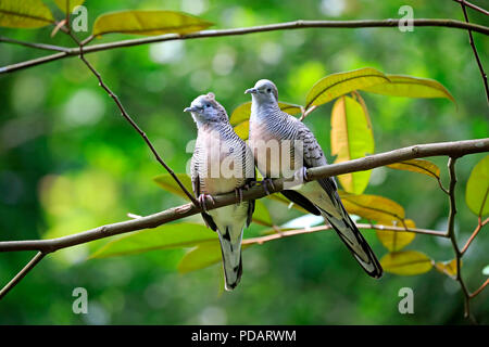 Zebra Dove, la colombe, la masse couple sur branch, le comportement social, Singapore, Singapour, en Asie du sud-est, d'Asie, Geopelia striata Banque D'Images