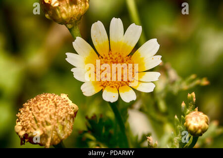 Fleur blanche avec centre jaune Banque D'Images