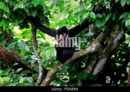 Yellow Cheeked Gibbon, mâle adulte, Asie, Nomascus gabriellae Banque D'Images