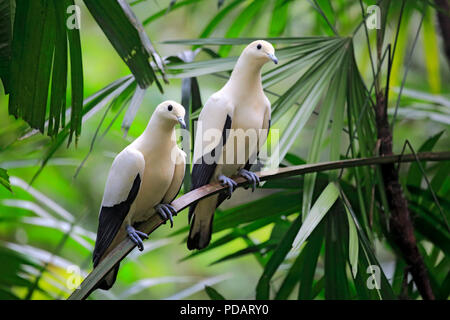 Le détroit de Torres, pigeon impérial adult couple on tree, l'Australie, Ducula bicolor Banque D'Images