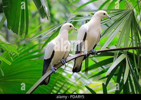 Le détroit de Torres, pigeon impérial adult couple on tree, l'Australie, Ducula bicolor Banque D'Images