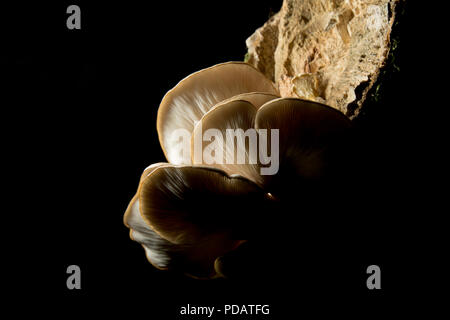 Pleurotes, Pleurotus ostreatus, poussant sur un arbre tombé, mort dans la New Forest Hampshire England UK GO Banque D'Images