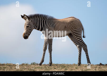Un nouveau bébé GrŽvys Zebra au West Midlands Safari Park, Bewdley.Le Zebra qui n'a pas encore été nommé est né de la première mère Akuna et du père Quigley. Banque D'Images