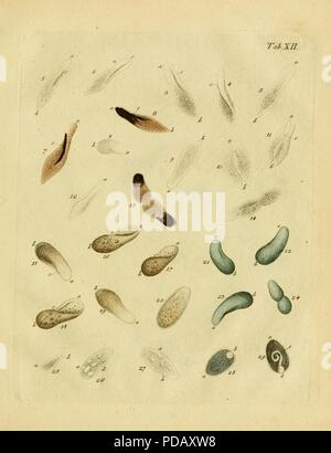 Infusoria Animalcula fluvia tilia et marina (Planche XII) Banque D'Images