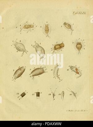 Infusoria Animalcula fluvia tilia et marina (Planche XLIX) Banque D'Images