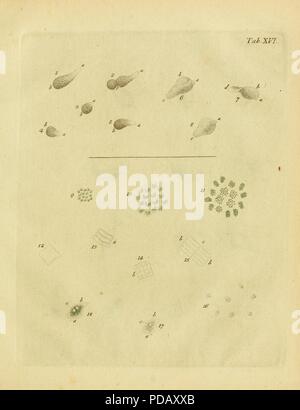 Infusoria Animalcula fluvia tilia et marina (Planche XVI) Banque D'Images