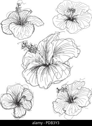 Fleur d'Hibiscus fleur d'hibiscus croquis croquis dessinés à la main. Illustration de Vecteur