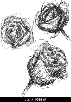 Croquis de Rose Illustration de Vecteur