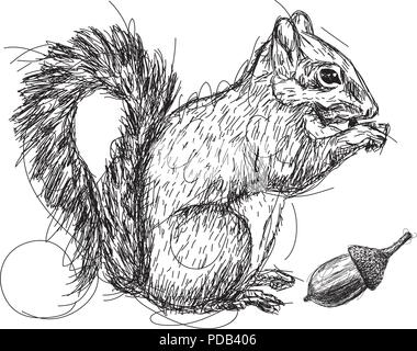 Croquis d'écureuil Illustration de Vecteur