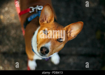 Portrait basenji Banque D'Images