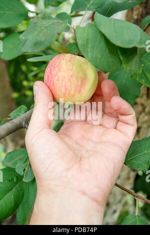 Cueillette à la main jardinier red apple. La main de femme atteint pour les pommes sur l'arbre Banque D'Images