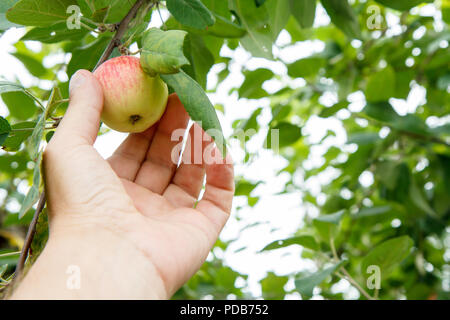 Cueillette à la main jardinier red apple. La main de femme atteint pour les pommes sur l'arbre Banque D'Images