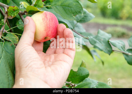 Cueillette à la main jardinier red apple. La main de femme atteint pour les pommes sur l'arbre Banque D'Images